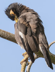 Exotic Common Myna Bird