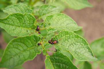 Colorado potato beetles