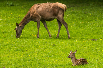 Red Deer in Bialowieza Forest 