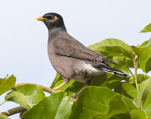 Exotic Common Myna Bird