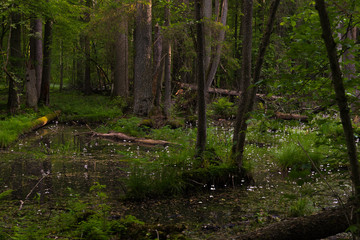 Fallen tree in the Białowieża Forest