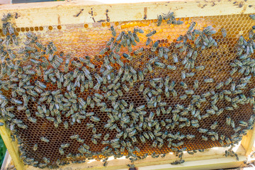 Bees honeycomb with honey, perga and honey bees