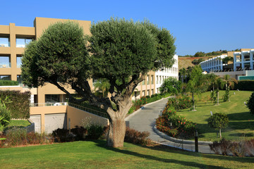 Piękne fasada ośrodka, zielone drzewo na tle budynku, hotelu na wyspie Rodos w Grecji. - obrazy, fototapety, plakaty