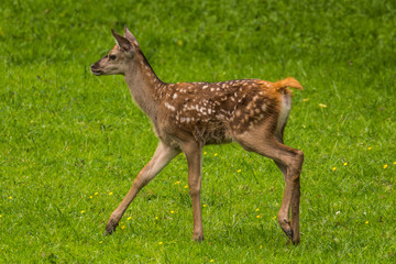 Red Deer in Bialowieza Forest 