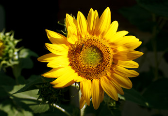 Obraz premium bee collecting pollen on a sunflower