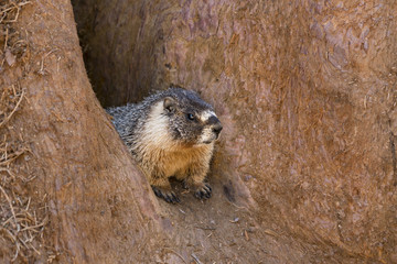 Marmot