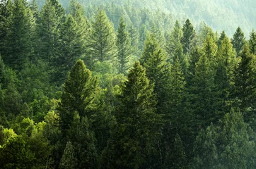 Abwaschbare Fototapete Natur Kiefernwald während des Regens Üppige Bäume