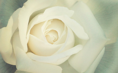 Obraz premium Ванилевая роза