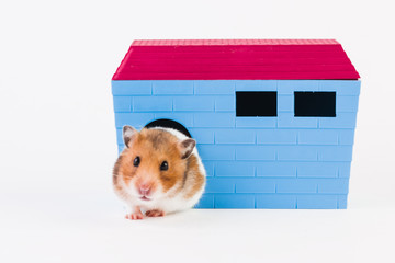 Syrian hamster with house.