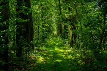 Frische Wildnis - Im saftigen Grün