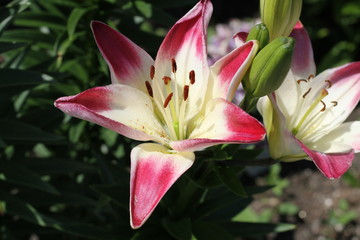 pink and white lily bloom
