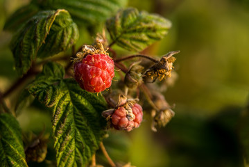 Wild Raspberry