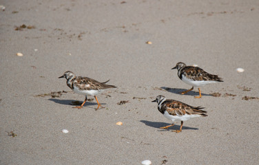 Ruddy Turnstone Bird
