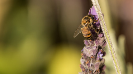 Honey bee on flower