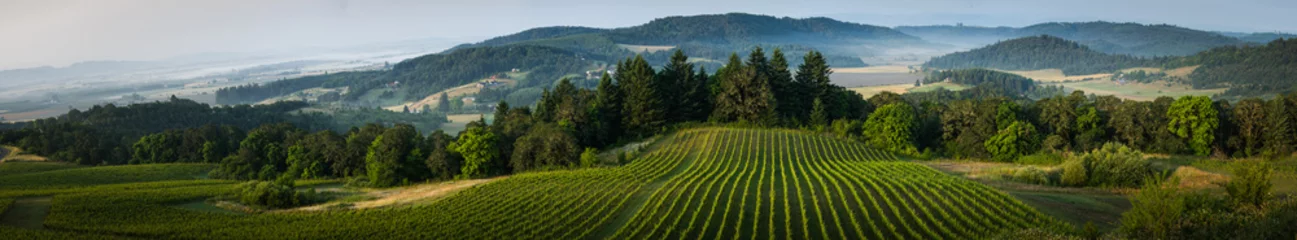 Keuken foto achterwand Wijngaard Willamette Valley, panorama van het wijnland