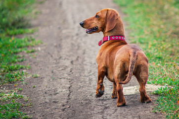 dachshund dog