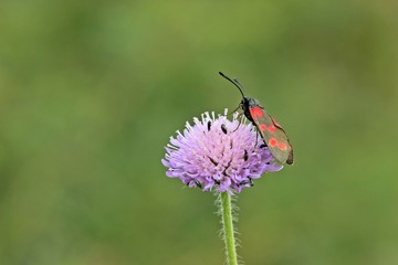 Sechsfleck-Widderchen (Zygaena filipendulae ) auf Ackerwitwenblume (Knautia arvensis)