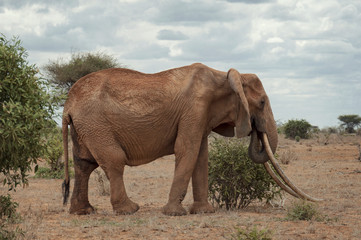 Fototapeta na wymiar Single female elephant with long tusks.