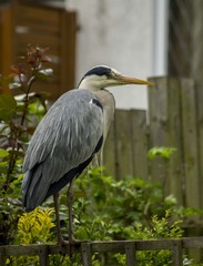 Heron