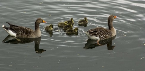 Ducks and Duckling
