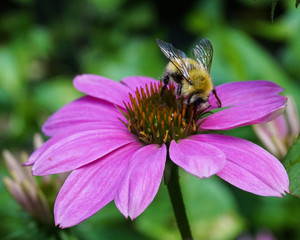 Bee on Echinacea Flower