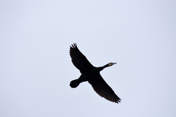 Fototapeta premium Kormoran Silhouette 