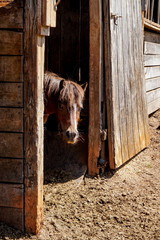 Peeking Horse