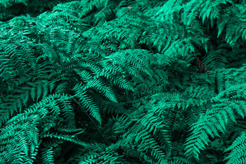 Fototapeta na wymiar Green leaves fern background