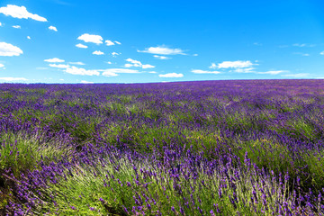 Fototapeta na wymiar Blooming lavender field and the blue sky.