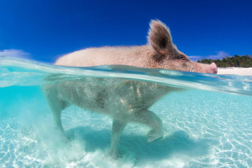 Pigs In Paradise 
