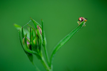 Tiny creature taking a break. 