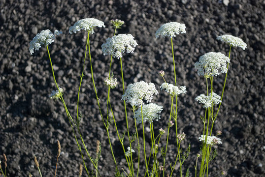 Baustoff, Rollsplitt mit Wilder M&ouml;hre (Daucus carota subsp. carota) im Vordergrund
