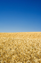 Naklejka premium Wheat field on a sunny day with a blue sky