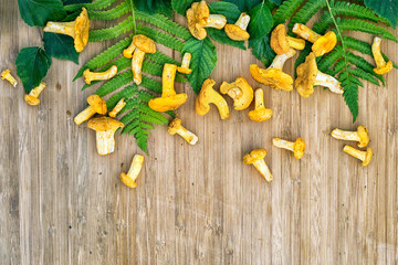 raw chantarelles with birch and fern leaves on a wooden table with copy space