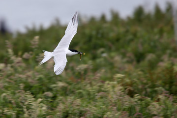 Sandwich Tern (Sterna sandvicensis), adult in flight, bringing in a sandeel, Farne Islands, Northumbria, England, UK.