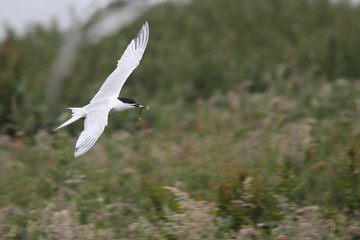 Sandwich Tern (Sterna sandvicensis), adult in flight, bringing in a sandeel, Farne Islands, Northumbria, England, UK.