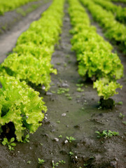 Salade verte