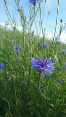 Blue cornflower