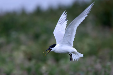 Sandwich Tern (Sterna sandvicensis), adult in flight, Farne Islands, Northumbria, England, UK.