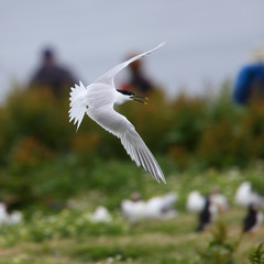 Sandwich Tern (Sterna sandvicensis), adult in flight, Farne Islands, Northumbria, England, UK.