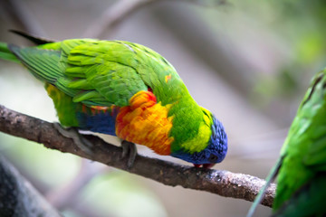 Rainbow Lorikeet
