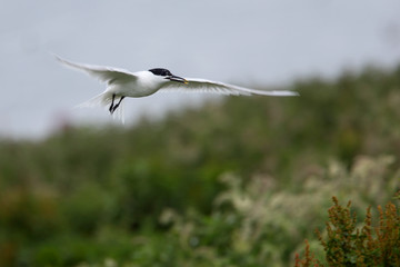 Sandwich Tern (Sterna sandvicensis), adult in flight, Farne Islands, Northumbria, England, UK.