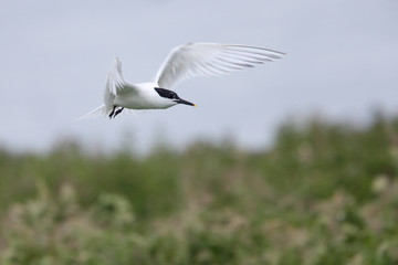 Sandwich Tern (Sterna sandvicensis), adult in flight, Farne Islands, Northumbria, England, UK.