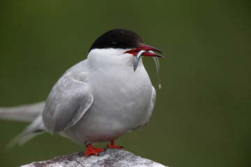 Arctic Tern (Sterna paradisaea), adult standing with sandeel in beak, Farne Islands, Northumbria, England, UK.