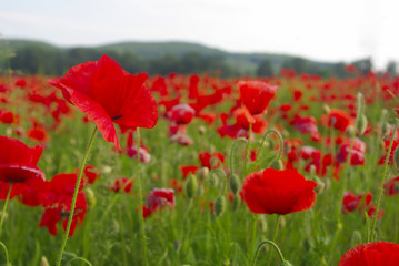 Fototapeta na wymiar Red Poppy Flower field summer countryside landscape.
