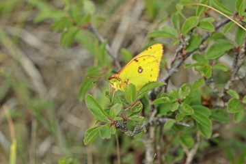 Hufeisenklee-Gelbling (Colias alfacariensis) am Dörnberg
