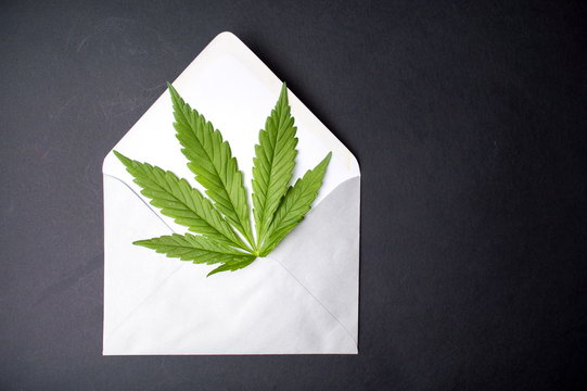 Marijuana leaf in an envelope