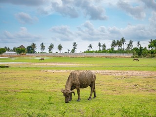 Cows graze on a field in Lombok, Indonesia