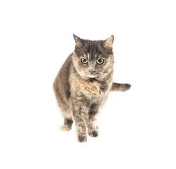  gray cat on a white background