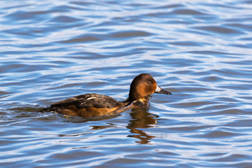Das Weibchen der bedrohten Moorente auf dem Steinhuder Meer
